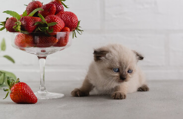 A point color kitten is sitting on stone table next to a glass vase with red ripe strawberries