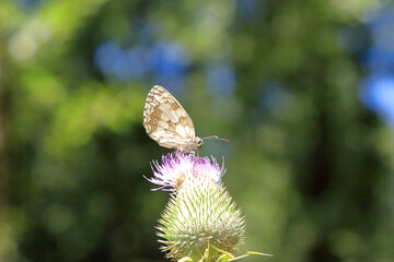  Butterfly.