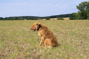 Dog.