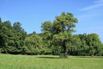 Stud sheepfold meadow.