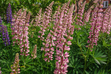 Urlaub an der Schlei