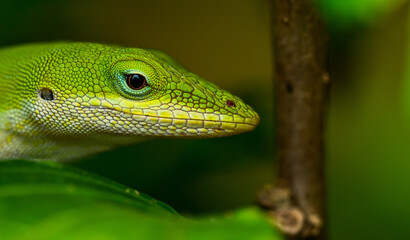 green lizard on a tree