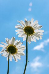 Low angle view of white Shasta Daisy against blue sky in spring. Selective focus. Copy space.