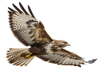 Bald eagle flying on isolated background white