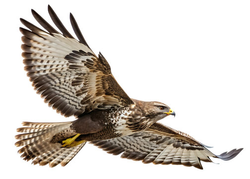 Bald eagle flying on isolated background white