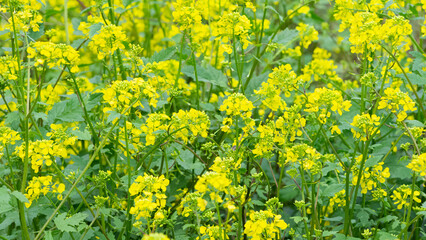 Obraz premium medicinal plants, medicinal plant flowers.