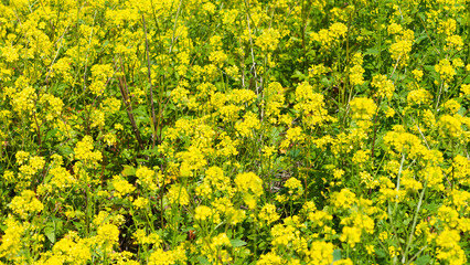 medicinal plants, medicinal plant flowers.