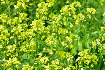 medicinal plants, medicinal plant flowers.