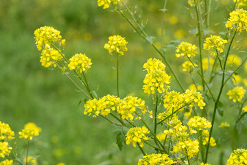 medicinal plants, medicinal plant flowers.