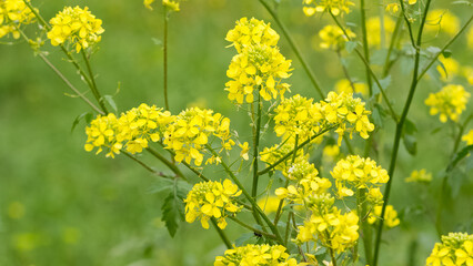 Fototapeta premium medicinal plants, medicinal plant flowers.