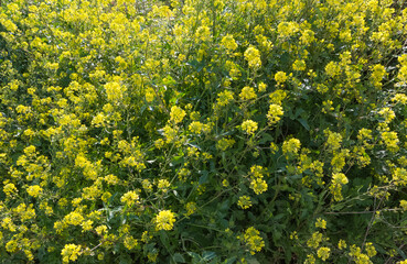 medicinal plants, medicinal plant flowers.