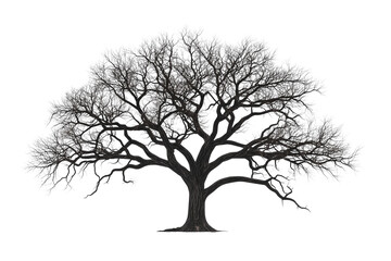 Majestic Old Bare Tree with Wide-Spreading Branches Isolated on Transparent Background