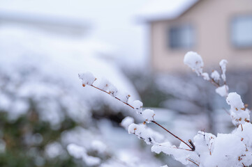 水っぽい春の雪の日