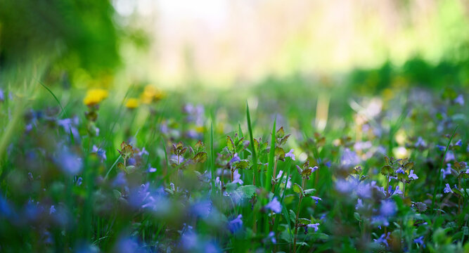 Spring or summer floral background. Meadow with wild flowers and green grass. Shallow depth of field, soft focus.