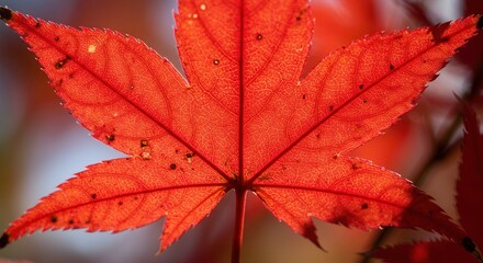 Close-up of a Vibrant Red Maple Leaf with Detailed Veins