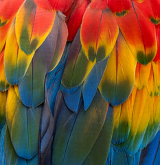colorful macaw parrot