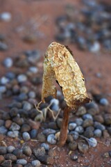  Pilz in der Namib