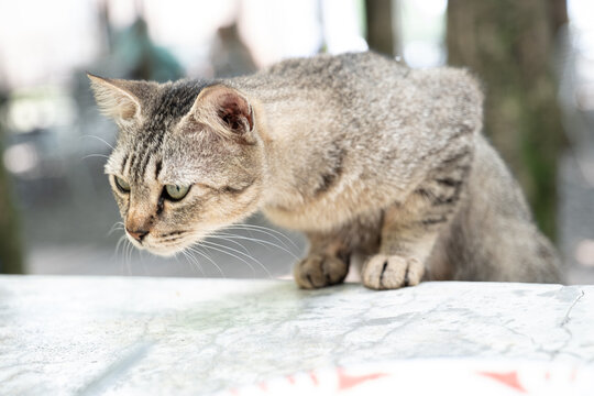 A close-up of the eyes of a gray cat that has climbed onto a table and is eyeing something.