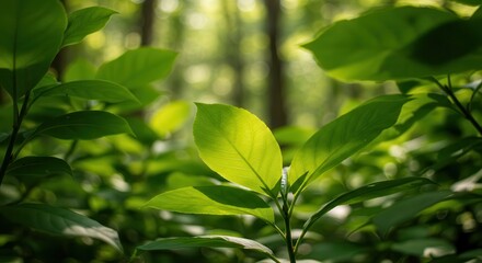 Obraz premium Bright Leaf in Lush Forest Environment with Sunlight Streaming Through