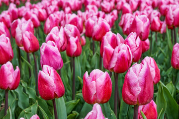 Fototapeta premium Close-up of red and white flowering tulips