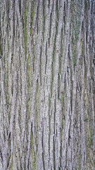 Rough ash tree bark texture close-up with moss details in winter