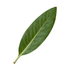 Obraz premium Vibrant green olive leaf showcasing its glossy texture and elegant shape on a clean white backdrop