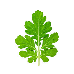 Vibrant arugula leaf with jagged edges and peppery scent isolated on white Freshness captured in a single image