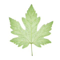 Detailed elderberry leaf with intricate lobes and soft texture elegantly centered on white backdrop capturing its light and airy essence