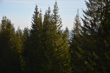 Pines wood