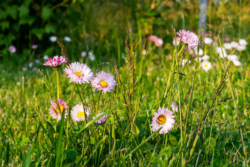 White and pink daisies (Bellis perennis) in green field grass, close-up. Natural evening saturated sunlight © Alexander Korotkov