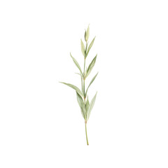 Fototapeta premium A beautiful delicate willow leaf with slender tapering edges and a pale green color isolated on a white background
