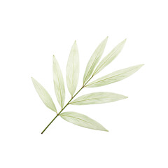 Fototapeta premium A beautiful delicate willow leaf with slender tapering edges and a pale green color isolated on a white background