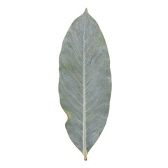 Obraz premium Close up of a elegant eucalyptus leaf with silver hues on a white backdrop highlighting its sleek texture and fragrant essence