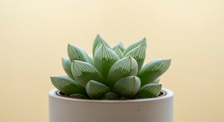 Succulent in Pot, Beige Background