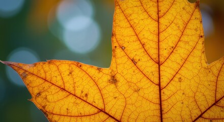 Close Up of Vibrant Yellow Maple Leaf with Detailed Vein Structure