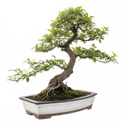 Obraz premium bonsai tree isolated on a isolated transparent background PNG