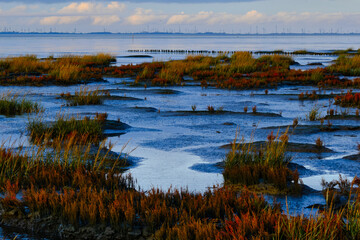 Gras in Watt Landschaft 