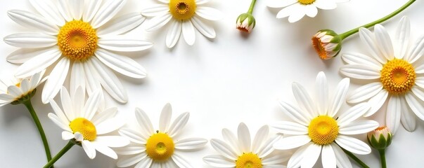 Obraz premium Beautiful chamomile flowers arranged in a circle on white backdrop, summer, circle