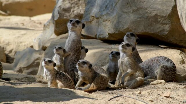 Erdm&auml;nnchen Gruppe zwischen Felsen