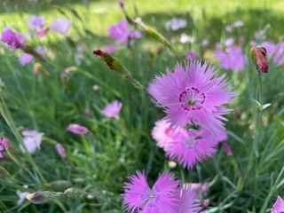 Field Dianthus or Field Pink flower in China. Mostly Bloom in Summer Season. Also Found in Europe.