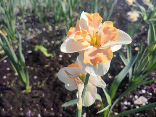 Narcissus close up. Beautiful flower with white orange petals, stamens and green leaves grows in ground on sunny spring day. Selection breeding. Artificially bred plant. Cultivated varietal daffodil