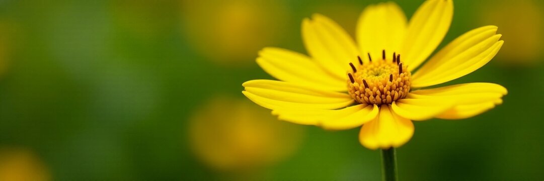 Close-up of arnica chamissonis foliosa yellow flowers in bloom, yellow, botanical