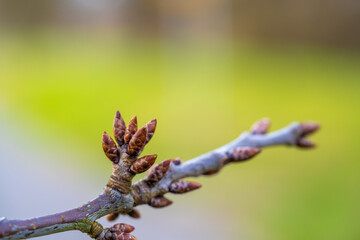 Tree Buds in Early Spring