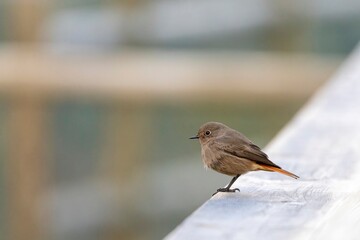 A close-up of a Black Redstart (Phoenicurus ochruros) perched on a wooden railing, with a soft blurred background. The small passerine bird stands out with fine details