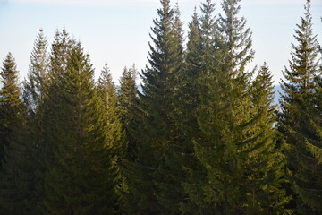 pine tree forest