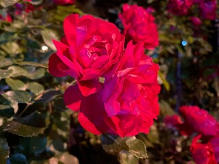 Red rose in the garden