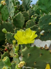 Yellow flower and cactus on a beautiful sunny day