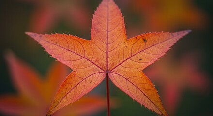 Obraz premium Close-up of Orange Maple Leaf with Veins Showing in Autumn