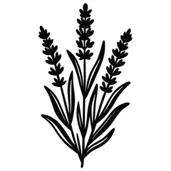 lavender- vector illustration