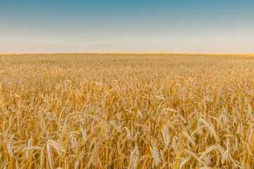 Summer rye field during sunset time.